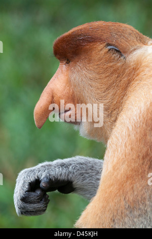 Proboscis Monkey dominant männlich (nasalis larvatus) in malaysischen Borneo Stockfoto