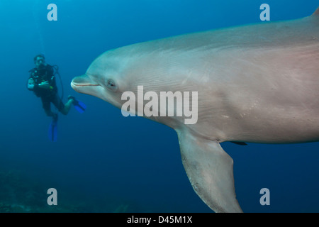 Ein Taucher trifft ein Atlantic Tümmler Tursiops Truncatus aus Curaçao auf den niederländischen Antillen, Caribbean. Stockfoto