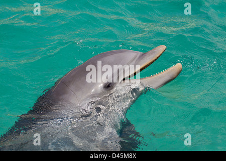 Atlantische große Tümmler, Tursiops Truncatus, Curacao, Niederländische Antillen, Karibik. Stockfoto