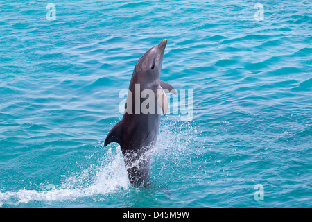 Atlantische große Tümmler, Tursiops Truncatus, springt aus dem Ozean aus Curacao, Niederländische Antillen, Caribbean. Stockfoto