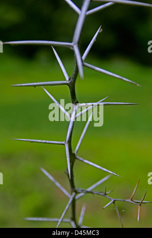 Gummiarabikum, Babool, Acacia Nilotica Subspecies Indica, Indien Stockfoto