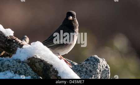 Ein Junco (Junco Hyemalis) auf der Suche nach Nahrung im Winter. Stockfoto