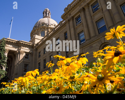 Blumen und Legislative Kuppel. Ein Bett von Black eyed Susans mit der Kuppel von Alberta Legislature hinter. Stockfoto