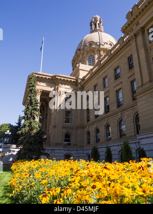 Alberta Legislature mit Gänseblümchen. Ein Bett von Black eyed Susans mit der Eingang und die Kuppel des Alberta Legislature hinter. Stockfoto