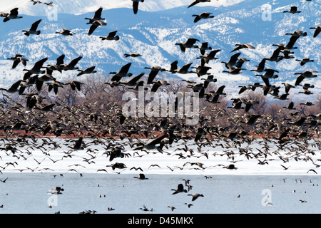 Kanada Gänse Migration Barr Lake State Park, Colorado. Stockfoto