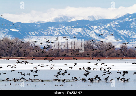 Kanada Gänse Migration Barr Lake State Park, Colorado. Stockfoto