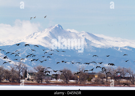 Kanada Gänse Migration Barr Lake State Park, Colorado. Stockfoto