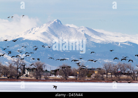 Kanada Gänse Migration Barr Lake State Park, Colorado. Stockfoto