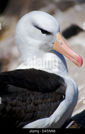 Eine schwarze Browed Albatross, nisten auf West Point Island, West Falkland Stockfoto