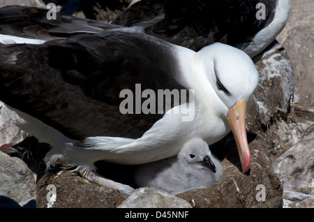 Eine schwarze Browed Albatross, nisten auf West Point Island, West Falkland Stockfoto