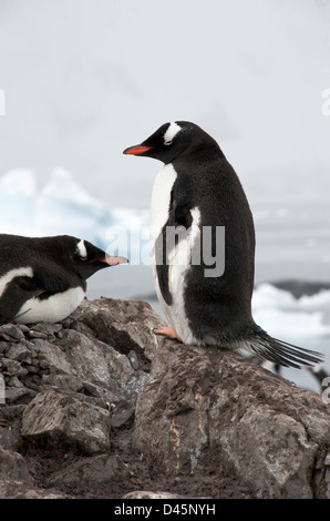 Gentoo Penguin stehen auf Felsen im Paradise Harbour auf der antarktischen Halbinsel Stockfoto