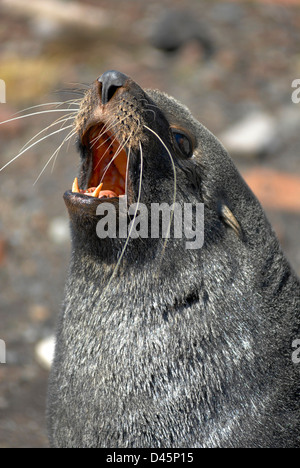 Ein Schuss in den Kopf von einem jungen antarktische Seebär, Arctocephalus Gazella in Grytviken, Südgeorgien. Stockfoto