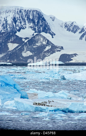 Pinguine auf einem Eisberg in der Antarktis Sound Stockfoto