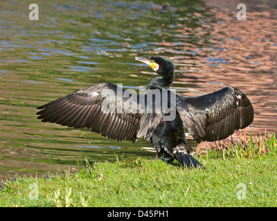 Kormoran am Ufer des Flusses mit Flügeln, Flügel trocknen Stockfoto