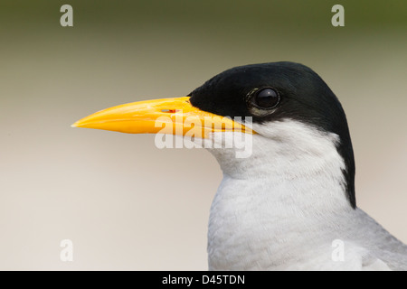 Fluss-Seeschwalbe-Porträt aus Ranganathittu-Vogelschutzgebiet Stockfoto