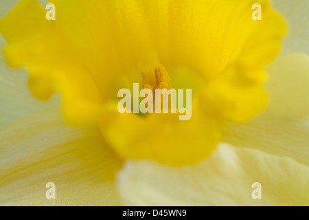 Narcissus-Narzissen, die einzelnen Stockfoto