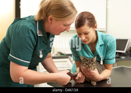 Weibliche Tierarzt und Krankenschwester Untersuchung Katze In der Chirurgie Stockfoto