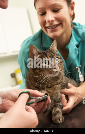 Weibliche Tierarzt und Krankenschwester Untersuchung Katze In der Chirurgie Stockfoto