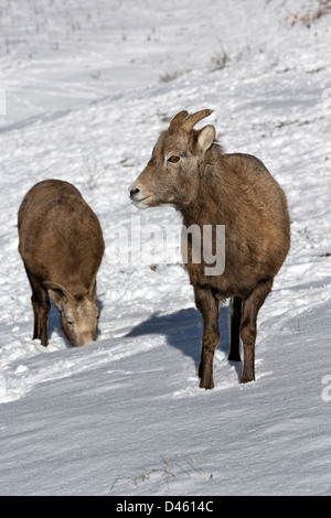 Bighorn Schafe grasen im Schnee Stockfoto