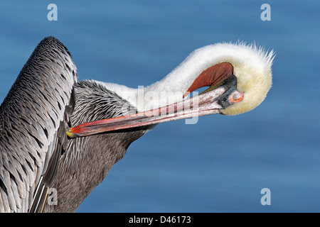 Brown Pelican - seltene pacific Rennen putzen Stockfoto
