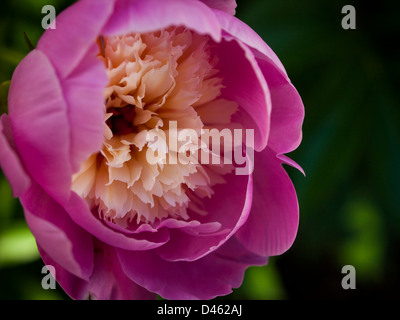 Pfingstrose Pfingstrose oder zusammengesetzte haben, tief gelappten Blättern und großen, oft duftenden Blumen, von Rot, Weiß oder Gelb, im späten Frühling und Frühsommer. Diese Blume benannt nach paeon, ein Schüler von Asklepios, der griechische Gott der Medizin und Heilung. Stockfoto