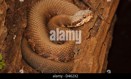 COTTONMOUTH RUHT. Stockfoto