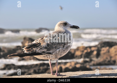 Junge Möwe stehend auf einem Deich in der Atlantic Stadt Essaouira, Marokko, Nordafrika Stockfoto