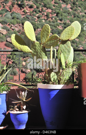 Kobaltblaue Gartentöpfe im Freien auf der Terrasse im marokkanischen Haus, Nordafrika Stockfoto