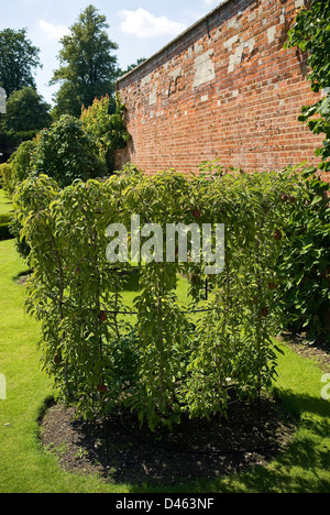 Ornamentale Obstbäume wachsen im ummauerten Garten in West Dean in der Nähe von Chichester, West Sussex, UK Stockfoto