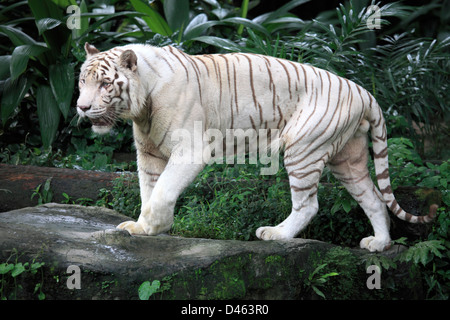 Weiße Tiger, Panthera Tigris Tigris, der Zoo von Singapur, Stockfoto