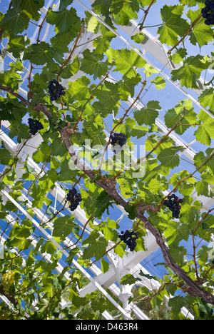 Trauben wachsen in einem Gewächshaus in West Dean Gardens in der Nähe von Chichester, West Sussex, UK Stockfoto