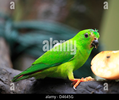 Blau-gekrönter hängender Papagei, Loriculus Galgulus, Singapore Zoo, Stockfoto