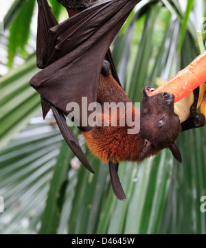 Malayan flying Fox, Fledermaus, Pteropus Vampyrus, Singapore Zoo, Stockfoto