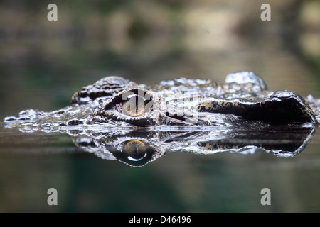 Salzwasser-Krokodil, Crocodylus Porosus, Singapore Zoo, Stockfoto