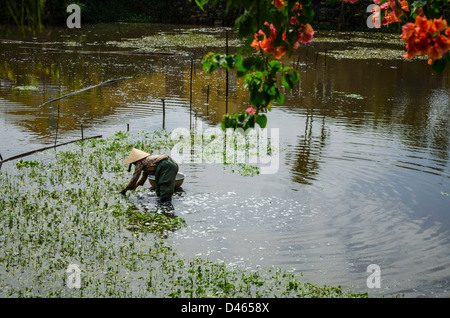 Anpflanzung von Reis oder essbare Wasserpflanzen in Hoi an, Vietnam Stockfoto