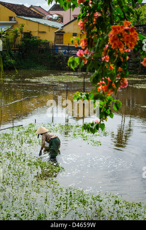 Anpflanzung von Reis oder essbare Wasserpflanzen in Hoi an, Vietnam Stockfoto