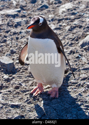 Gentoo Penguin (Pygoscelis Papua), Gonzalez Videla chilenischen Base, antarktische Halbinsel Stockfoto