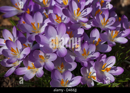 Lila Krokusse Stockfoto