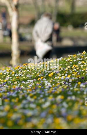 Hamburg, Deutschland. 6. März 2013. Krokusse blühen auf einer Wiese im Botanischen Garten (Loki Schmidt Garten) in Hamburg. Foto: SVEN HOPPE/Dpa/Alamy Live News Stockfoto