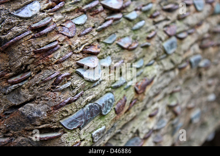 Nahaufnahme von Münzen, eingebettet in den Kofferraum eines umgestürzten Baumes Stockfoto