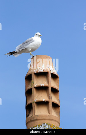 Eine gemeinsame Gull(Larus canus) hocken auf einem Schornstein. Stockfoto