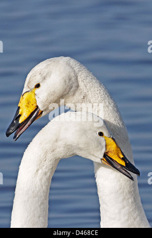 Ein paar Singschwäne (Cygnus Cygnus) Gruß einander und eine Verklebung Ritual durchführen. Stockfoto