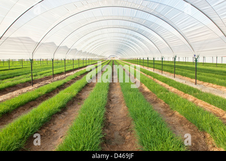 Schnittlauch 'Bio' Anbau im Gewächshaus, konvergierende Reihen. Stockfoto