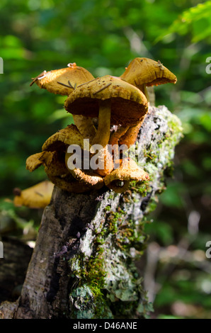 Pilz-Cluster mit Moos und Flechten auf einem Baumstumpf in Baxter State Park, Maine. Stockfoto