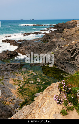 Sparsamkeit Pflanzen und einem Felsenpool an der kornischen Nordküste in der Nähe von Treyarnon Bay. Stockfoto