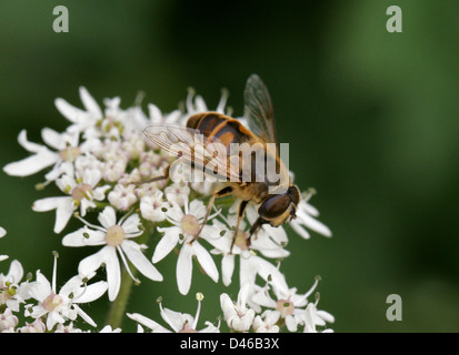 Hoverfly oder Drohne fliegen, Eristalis Tenax, Syrphidae, Diptera. Hertfordshire. Stockfoto