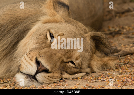 Ein sehr faul und schläfrig Löwe starrte in Kamera mit geschlitzten Augen und einem ironischen "Lächeln". Kgalagadi Wildgehege, Mittagshitze. Stockfoto