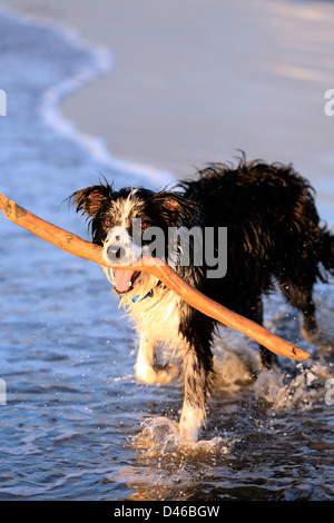 Junger Border-Collie Hund holen Stick am Strand Stockfoto