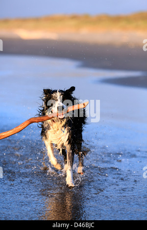 Junger Border-Collie Hund holen Stick am Strand Stockfoto