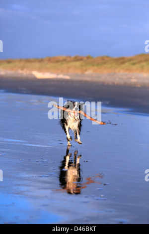 Junger Border-Collie Hund holen Stick am Strand Stockfoto